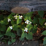 どくだみ（蕺草）Houttuynia cordata (2)