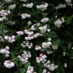 うつぎ（空木）Deutzia crenata (4)