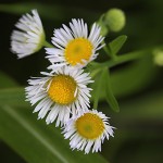 ひめじょおん（姫女苑）Erigeron annuus (2)