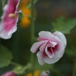 たちあおい （立葵）Althaea rosea (1)