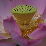 はす（蓮）Nelumbo nucifera (12)