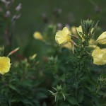 おおまつよいぐさ大待宵草）Oenothera erythrosepala