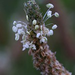 へらおおばこ（箆大葉子）Plantago lanceolata (2)