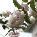 うつぎ（空木）Deutzia crenata