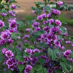 ぜにあおい（銭葵）Malva sylvestris var. mauritiana (4)