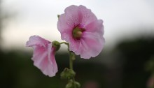 たちあおい （立葵）Althaea rosea (3)