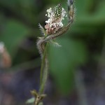 へらおおばこ（箆大葉子）Plantago lanceolata (1)