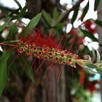 きんぽうじゅ金宝樹＝ブラシノ木）Callistemon speciosus (1)