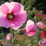 たちあおい （立葵）Althaea rosea (2)