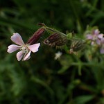 しろばなまんてま（白花マンテマ）Silene gallica var. gallica