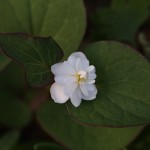 どくだみ（蕺草）Houttuynia cordata (3)