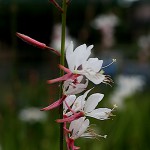 はくちょうそう （白蝶草 ）Gaura lindheimeri