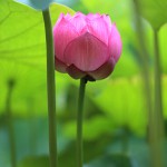 はす（蓮）Nelumbo nucifera (6)