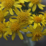 しろたえぎく（白妙菊）Senecio cineraria (2)