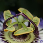 とけいそう（時計草）Passiflora caerulea (7)