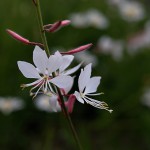 はくちょうそう （白蝶草 ）Gaura lindheimeri (1)