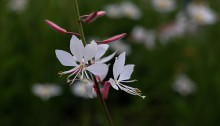 はくちょうそう （白蝶草 ）Gaura lindheimeri (1)