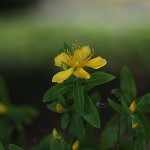 びょうやなぎ 未央柳）Hypericum monogynum (1)