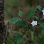 わるなすび（悪茄子）Solanum carolinense (1)