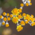 しろたえぎく（白妙菊）Senecio cineraria