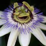 とけいそう（時計草）Passiflora caerulea (6)