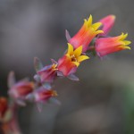 エケベリア・エレガンス　Echeveria elegans (3)