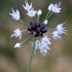 のびる （野蒜）Allium macrostemon