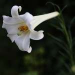 ユリ（百合）Lilium (4)