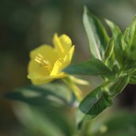 おおまつよいぐさ大待宵草）Oenothera erythrosepala (4)