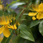 びょうやなぎ 未央柳）Hypericum monogynum (3)