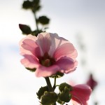 たちあおい （立葵）Althaea rosea