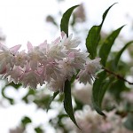 うつぎ（空木）Deutzia crenata (1)