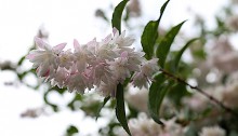 うつぎ（空木）Deutzia crenata (1)