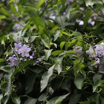 つるはななす（蔓花茄子）Solanum jasminoides