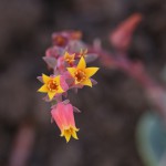 エケベリア・エレガンス　Echeveria elegans