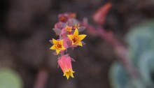 エケベリア・エレガンス　Echeveria elegans