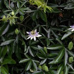 とけいそう（時計草）Passiflora caerulea (5)