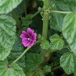 ぜにあおい（銭葵）Malva sylvestris var. mauritiana (1)