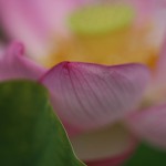 はす（蓮）Nelumbo nucifera (10)