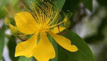 びょうやなぎ 未央柳）Hypericum monogynum (4)