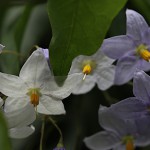 つるはななす（蔓花茄子）Solanum jasminoides (1)