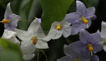 つるはななす（蔓花茄子）Solanum jasminoides (1)