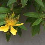 びょうやなぎ 未央柳）Hypericum monogynum (2)