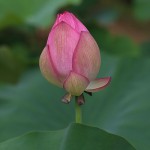 はす（蓮）Nelumbo nucifera (15)