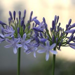 アガパンサスAgapanthus (2)