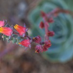 エケベリア・エレガンス　Echeveria elegans (2)