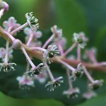 アメリカやまごぼう（亜米利加山牛蒡）Phytolacca americana (4)