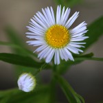 ひめじょおん（姫女苑）Erigeron annuus (4)