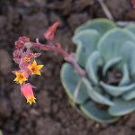 エケベリア・エレガンス　Echeveria elegans (4)