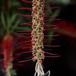 きんぽうじゅ金宝樹＝ブラシノ木）Callistemon speciosus (2)